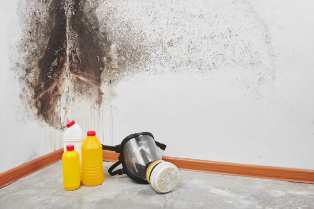 Best Best Mold Removal Companies  in Shullsburg, WI