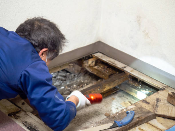 Best Crawl Space Mold Removal  in Shullsburg, WI