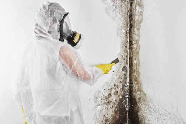 Office Mold Removal Services in Shullsburg, WI