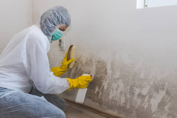 Best Mold Cleaning Services  in Shullsburg, WI