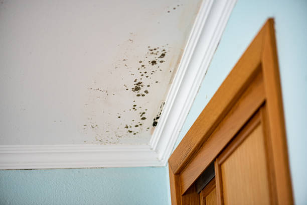 Office Mold Removal Services in Shullsburg, WI