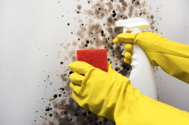 Trusted Shullsburg, WI Mold Removal Experts