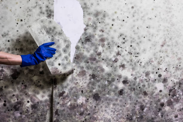 Best Mold Testing  in Shullsburg, WI