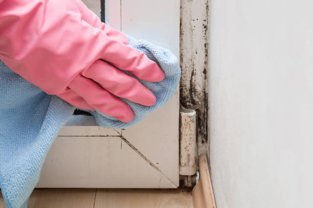 Best Commercial Mold Removal  in Shullsburg, WI